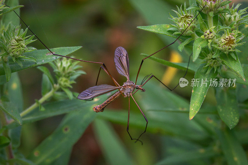 欧洲普通鹤蝇，(Tipula paludosa)，草原顶端